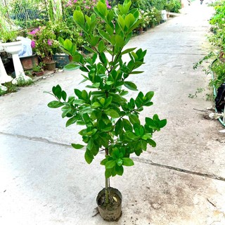 Cây hoa dành dành cao 50 cm (Ảnh thật số 2).