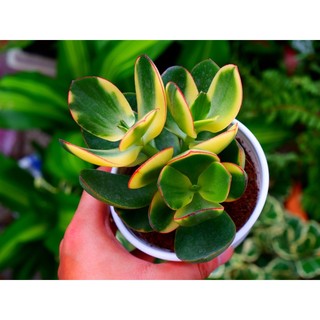 Sen đá ngọc bích đột biến vàng thuần khí hậu nóng hư 1 đổi 1