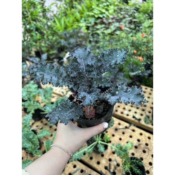 Chậu kale xoăn tím