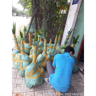 Dừa xiêm đỏ lùn 29k/1 cây