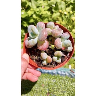 Sen đá sỏi Hồng