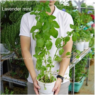 Bạc Hà Lavender JUN GARDEN Lavender Mint