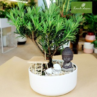 Cây tùng la hán bon sai để bàn