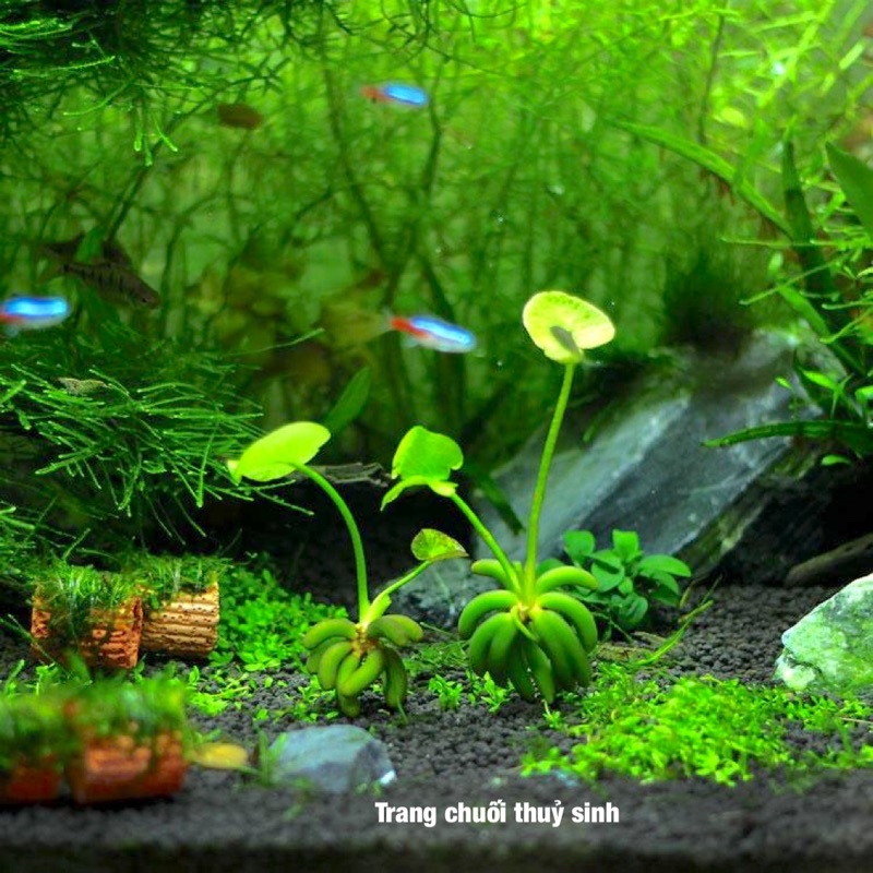 Cây thuỷ sinh trang chuối siêu độc lạ