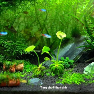 Cây thuỷ sinh trang chuối siêu độc lạ