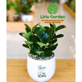 [ Quà Tặng Kèm ] cây trường sinh