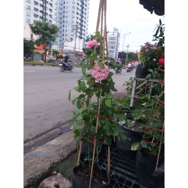 Cây Hoa Hồng Leo, thơm