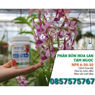 Phân bón kích hoa npk 6 30 30 tám ngọc