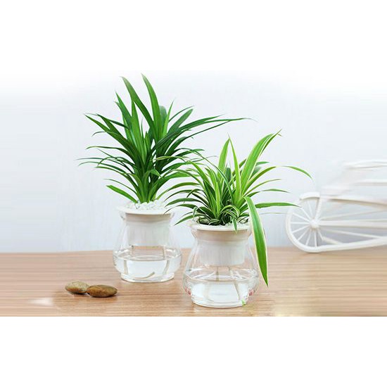 Bình nhựa thủy sinh trong suốt trồng cây cảnh thủy sinh để bàn