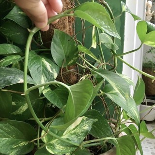 Dây trầu bà, vạn niên thanh trồng thuỷ sinh