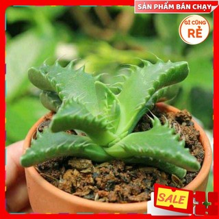 - cây sen đá đẹp - sen đá hàm cá mập size mini - cực dễ chăm
