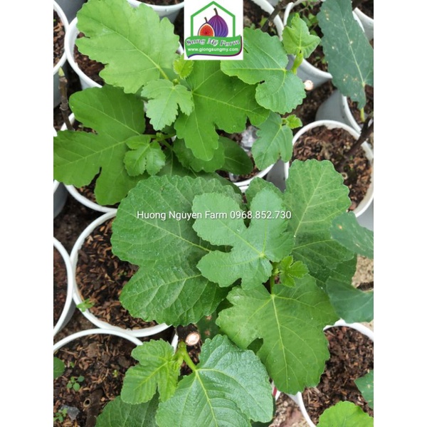 Cây sung mỹ cẩm thạch panache tiger