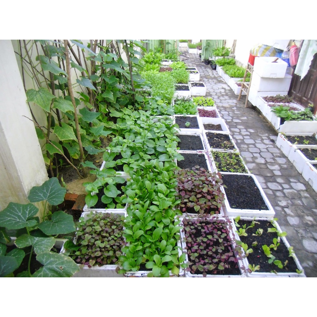 COMBO 2 GÓI PHÂN BÓN RAU XANH