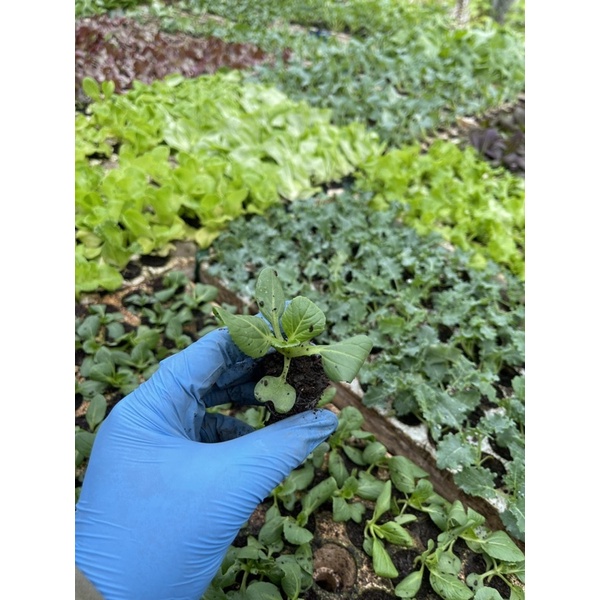 Combo 10 cây con Cải Thìa