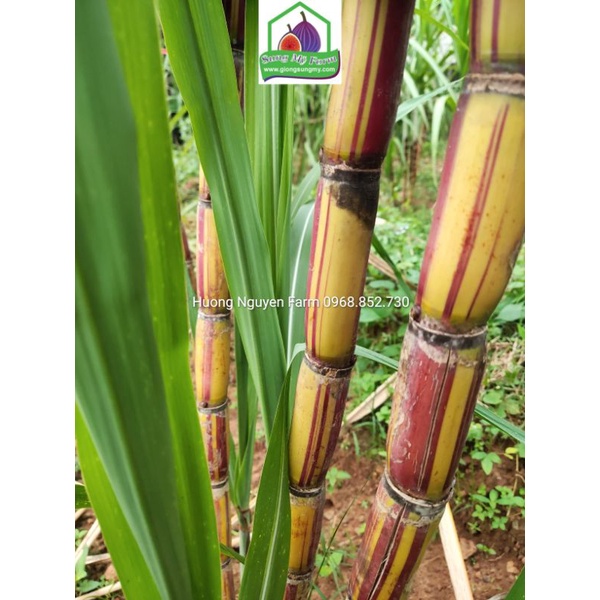 2 cành Giống Mía sọc kẹo Hawai 0.5 m