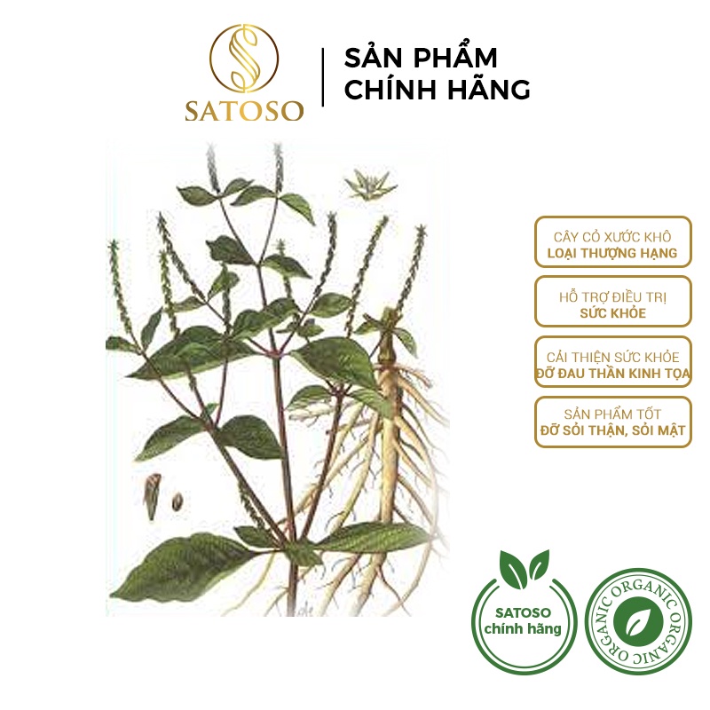 Cây cỏ xước khô SATOSO thượng hạng tác dụng hỗ trợ tốt cho xương khớp 1kg SA33