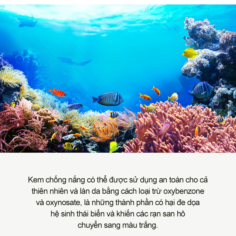 Kem chống nắng rau má  Derma Factory CICA 66% Suncream 30g