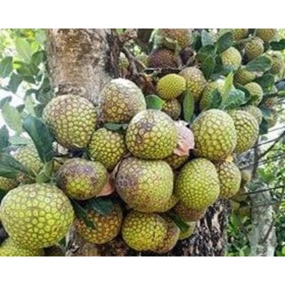 Cây giống mít mơ