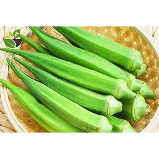 Hạt giống đậu bắp ấn độ cđx siêu quả, giòn ngọt xuất sắc- shop hạt giống ecohome 5.0 - 51