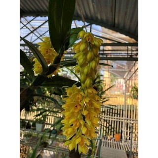 Hoa lan kiều dẹt