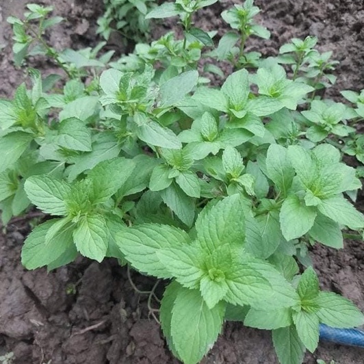 Tinh dầu bạc hà Việt Nam nguyên chất