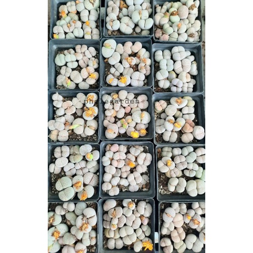 Lẻ sen mông đôi trắng tuổi ra hoa