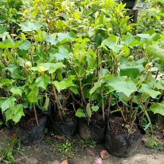 Chậu cây hoa phù dung ( hoa đổi màu )