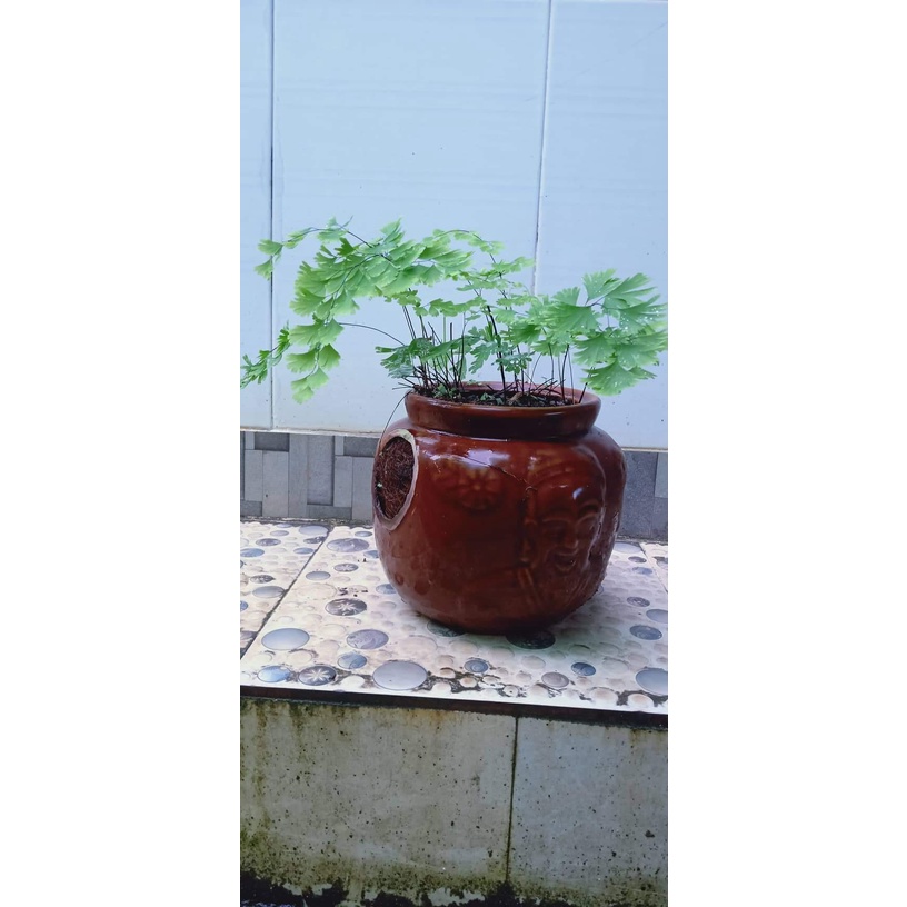 Dương sĩ tóc thần