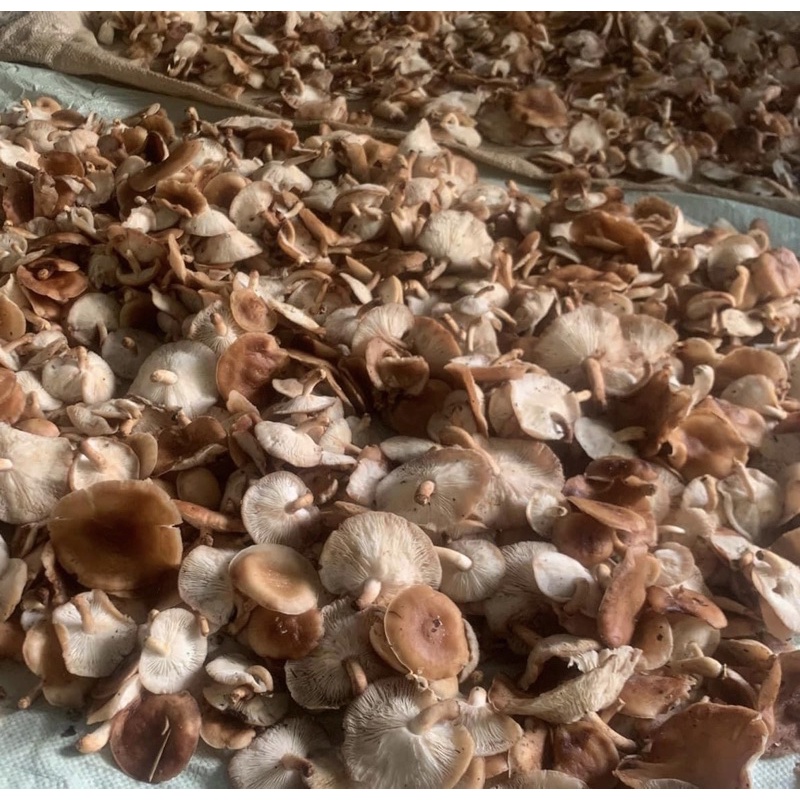 Nấm hương bắc cạn 0.5kg - 1kg