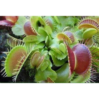 Hạt giống  cây bẫy kẹp ( tặng phân bón , kích mầm ) .