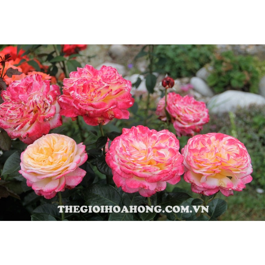 Hoa hồng leo ngoại Kordes’ Jubilee rose