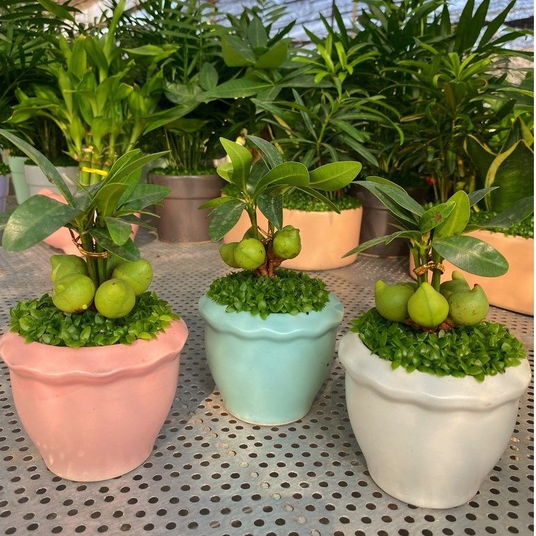 Cây Tài Lộc ngũ hành  chiều cao 10-15cm, cây dễ chăm sóc thích hợp trang trí nội thất, bàn làm việc