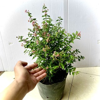 Cây hồng ngọc mai size trung (ảnh thật số 2)
