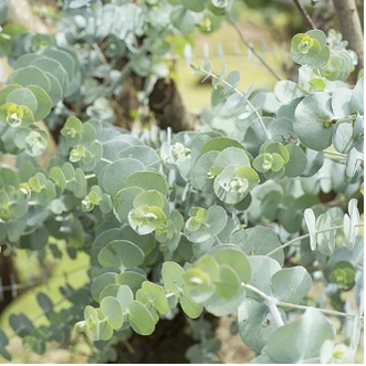 Chậu cây Khuynh Diệp - Đô La Bạc - Bạch Đằng cảnh - SilverDollarTree - Eucalyptus cinerea
