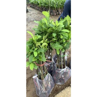 Cây giống mít mơ ( GIỐNG CHUẨN F1 GỐC GHÉP)