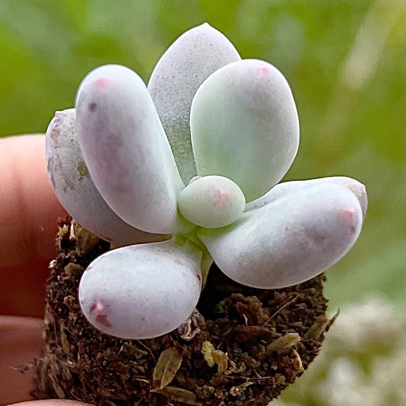 sen đá Sỏi Trắng size mini 2-2,5cm, siêu ú siêu đáng yêu, lỗi 1 đổi 1