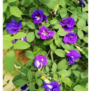 5 hạt giống hoa đậu biếc