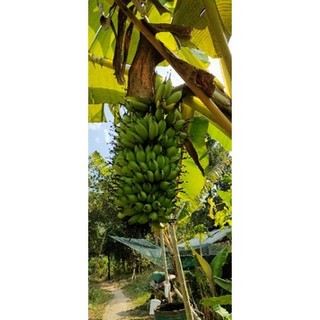 Củ chuối cao mẫn giá 2 củ 165k