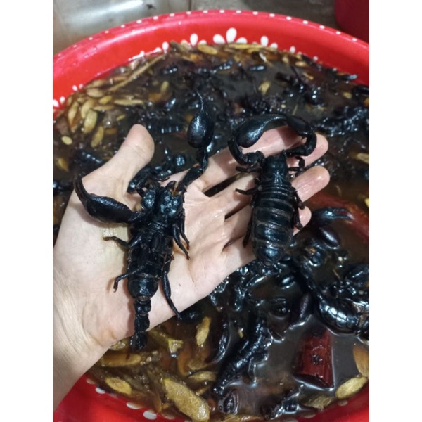 1 chai xoa bóp bọ cạp Sapa