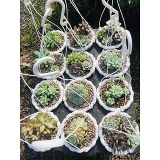 Chậu bí treo mini 11x8cm