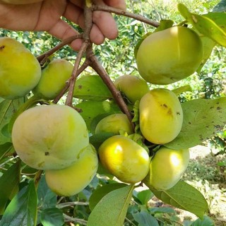 Cây giống hồng gòn nhật bản