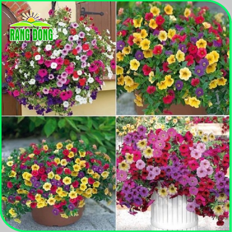 Hạt giống Hoa Dạ Uyên Thảo nhiều màu, thân lùn thích hợp trồng chậu, giỏ - Hạt giống Rạng Đông