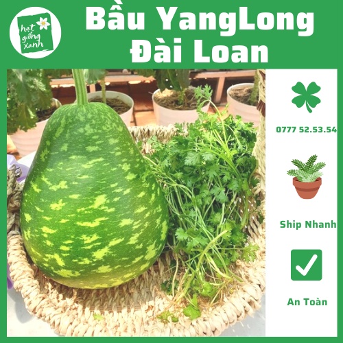 Hạt Giống Bầu Sao YangLong F1- Known You Seed Đài Loan( 5 hạt)