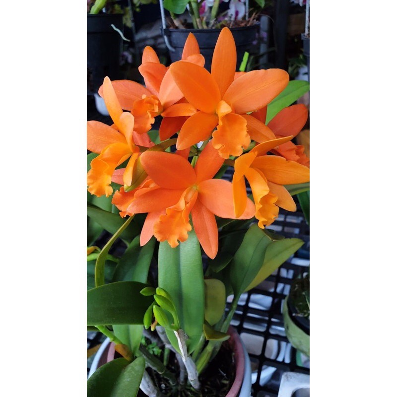 Hoa lan Cattleya mini cánh sáp - hoa màu cam
