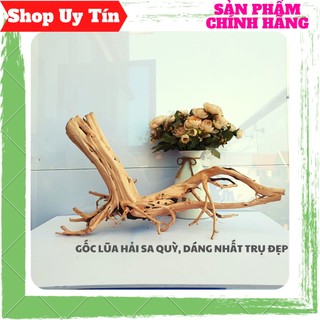 Lũa hải sơn quỳ, hải sa quỳ, dáng đẹp, dùng làm thân cây bonsai, hồ cá thuỷ sinh.