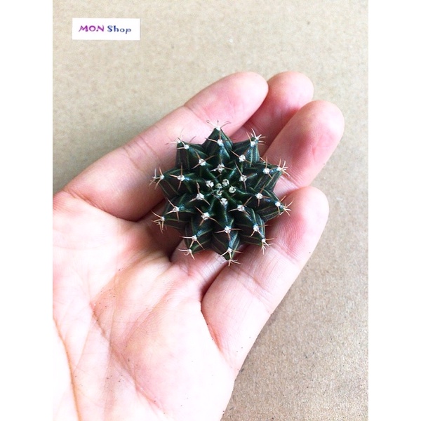 Xương rồng gym vân lem đẹp