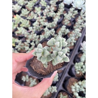 Sen đá tim size bầu 5cm hư 1 đổi 1