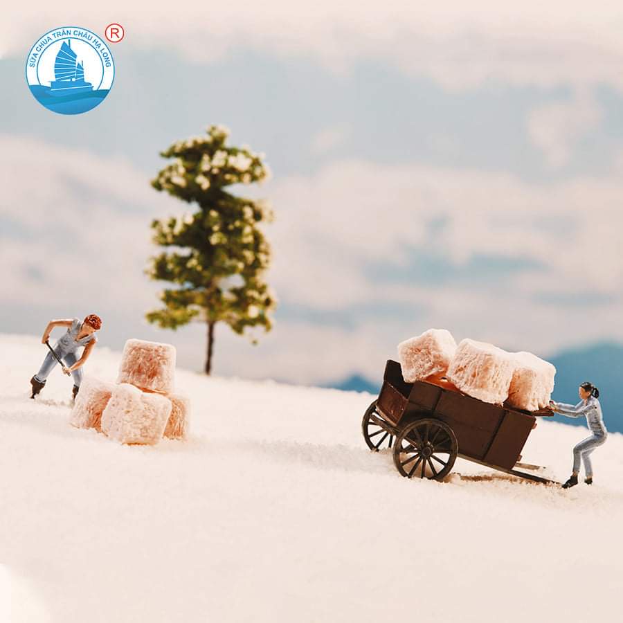 SỮA CHUA SẤY LẠNH HẠ LONG - 4 vị siêu ngon