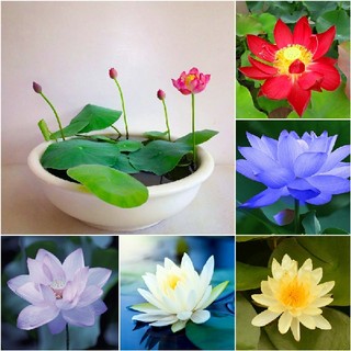 Hạt giống sen mini nhật nhiều màu