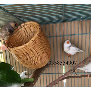 Tổ chim sinh sản cho chào mào tổ chim chào mào sinh sản tổ chim decor tổ chim chích chèo